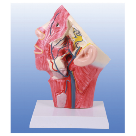 Head and facial vein model